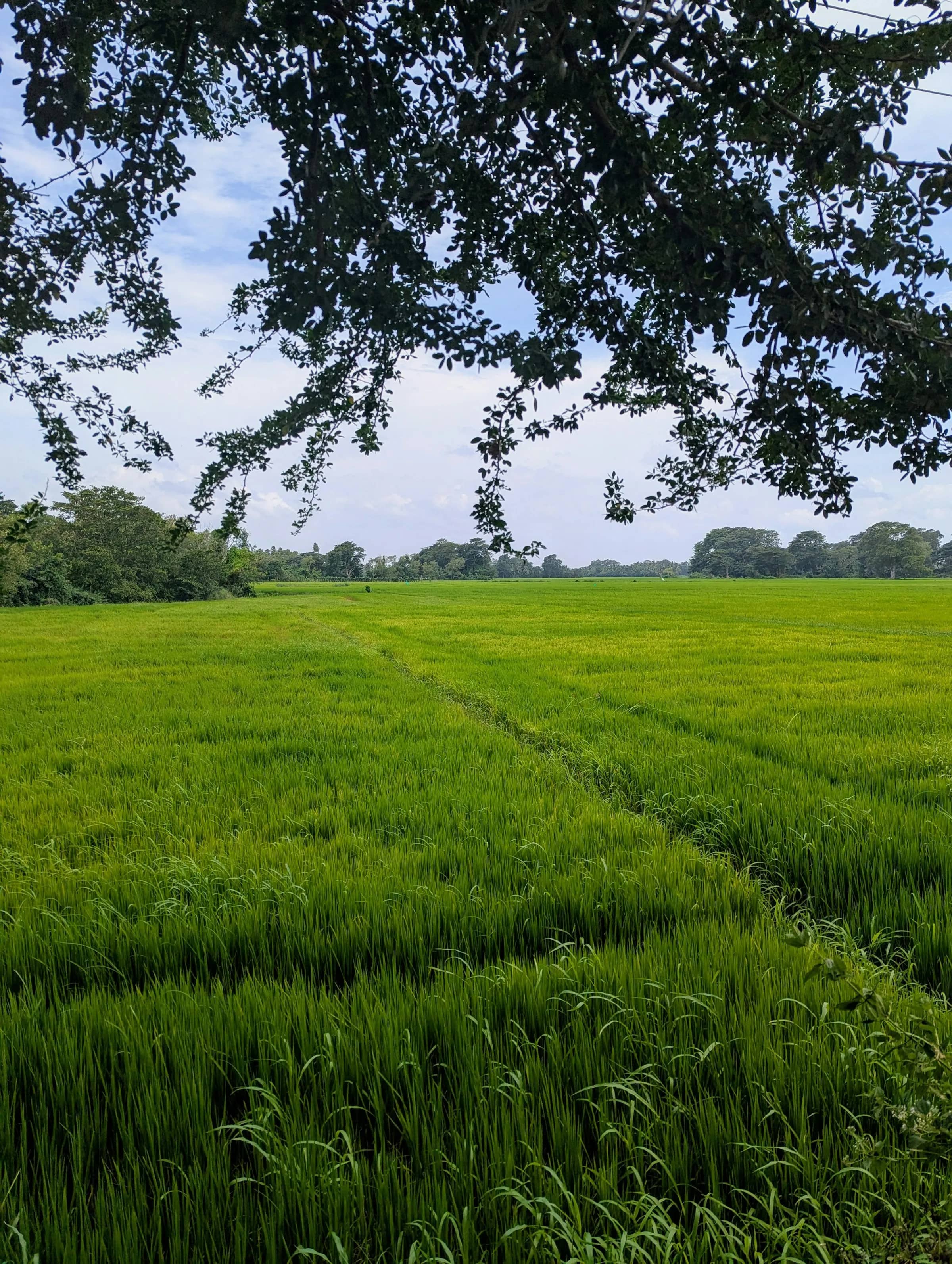 மரங்கள் வரை நீண்டு பரந்த பசுமையான நெல் வயல்கள்