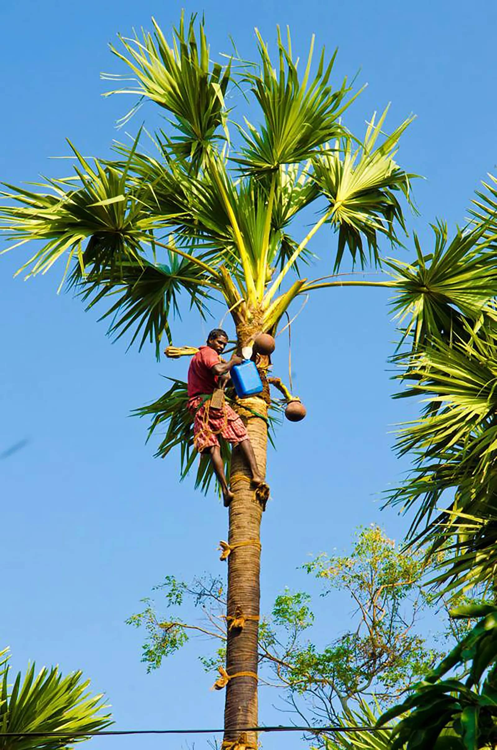 நீல வானின் கீழ் பனை மரத்தில் ஏறும் ஒருவர், மரத்தில் கட்டப்பட்ட மண் முட்டிகள்